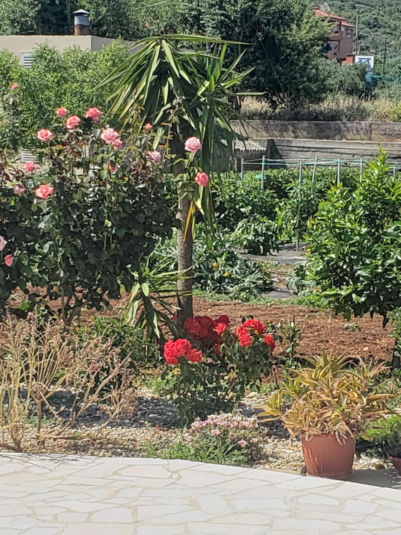 Apartmani Ciklic Dobropoljana Buitenkant foto